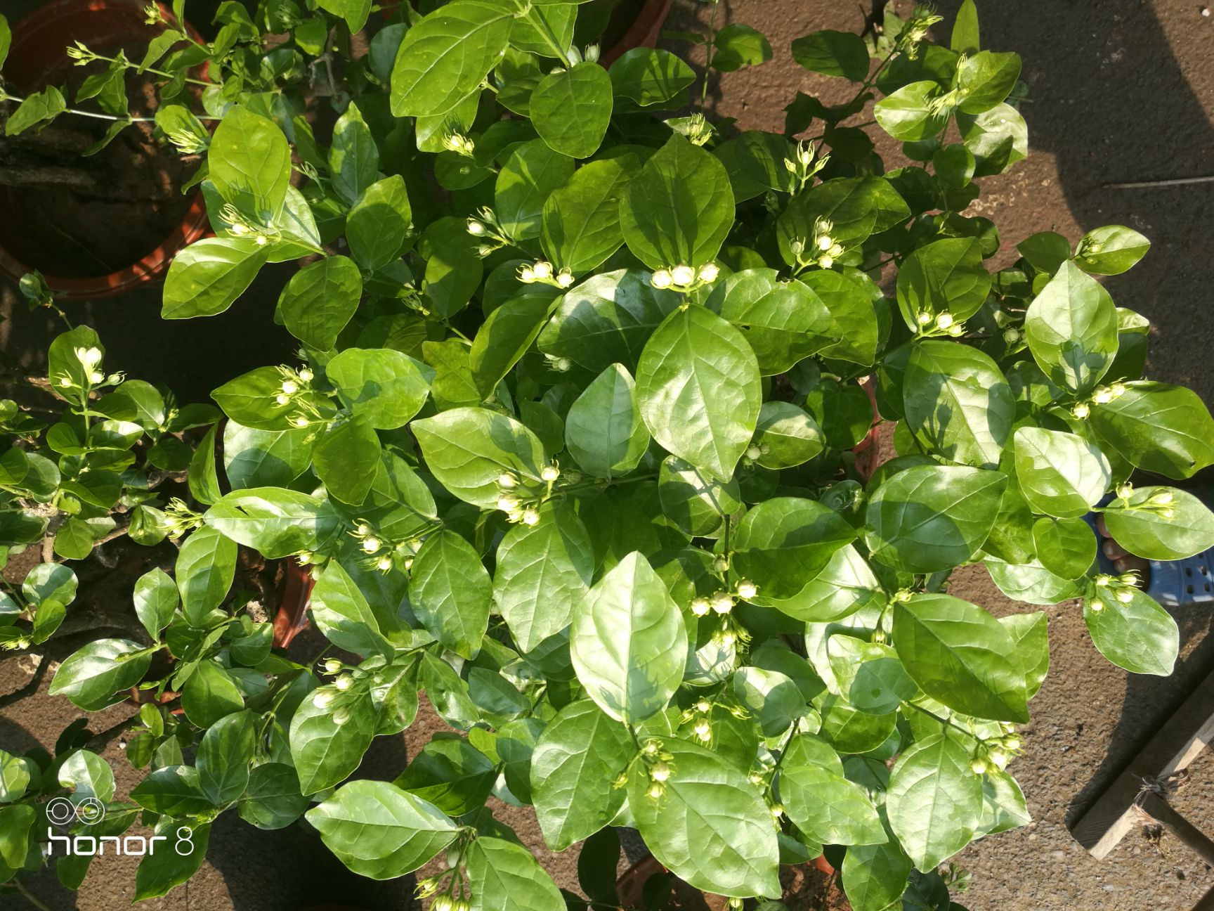 白色茉莉 老桩茉莉