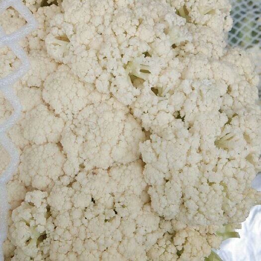 邯郸有机花菜 库存散花