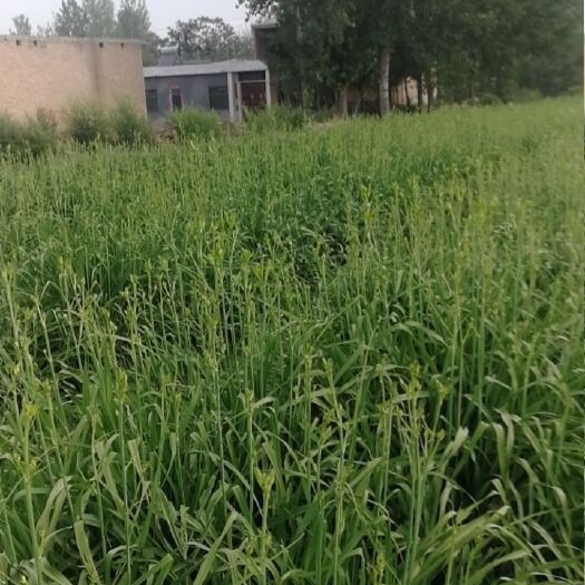 灵宝市 灵宝黄花菜，质优价廉