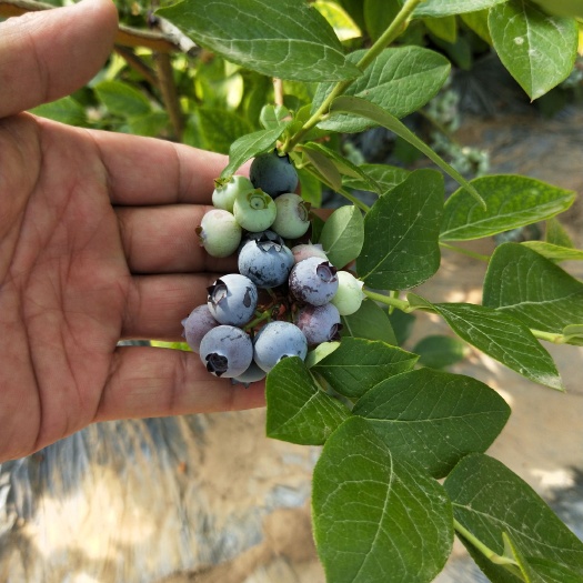 泰安蓝莓苗 都克 蓝丰 薄雾 莱克西蓝莓苗基地批发