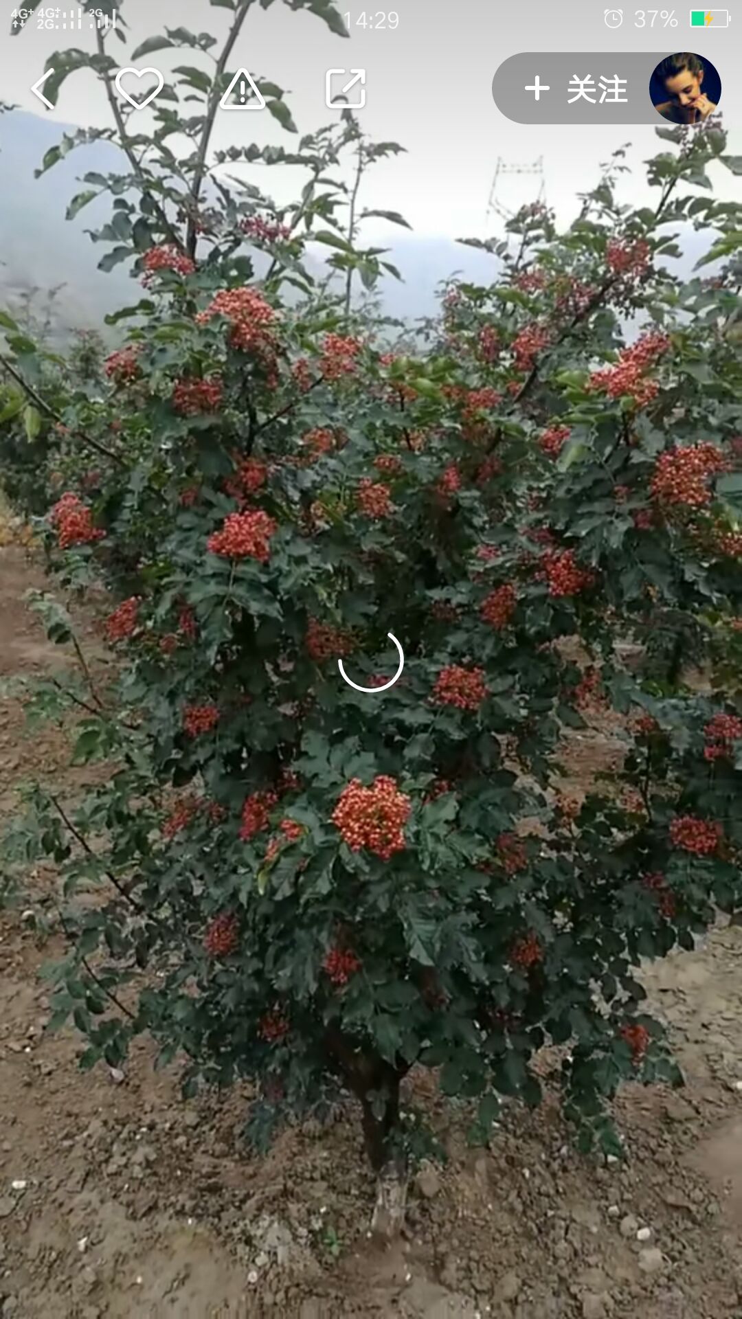 无刺花椒苗  甘肃武都  无刺嫁接改良大红袍花椒苗伏椒提供种