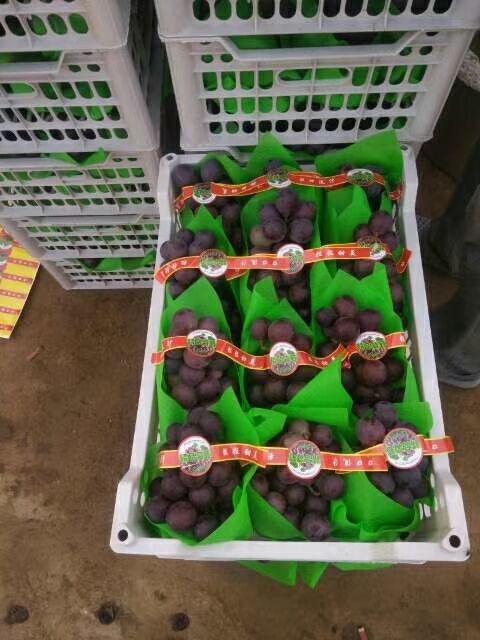 饶阳县 葡萄销售：乒乓球、维多利、夏黑、09、17