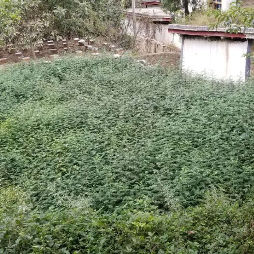 陇南大红袍花椒苗