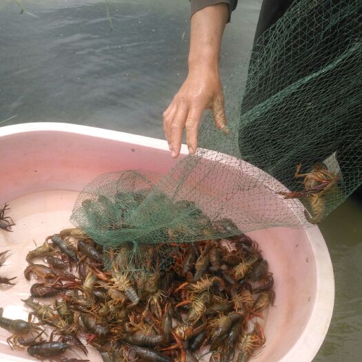 郎溪县青壳小龙虾 龙虾精养