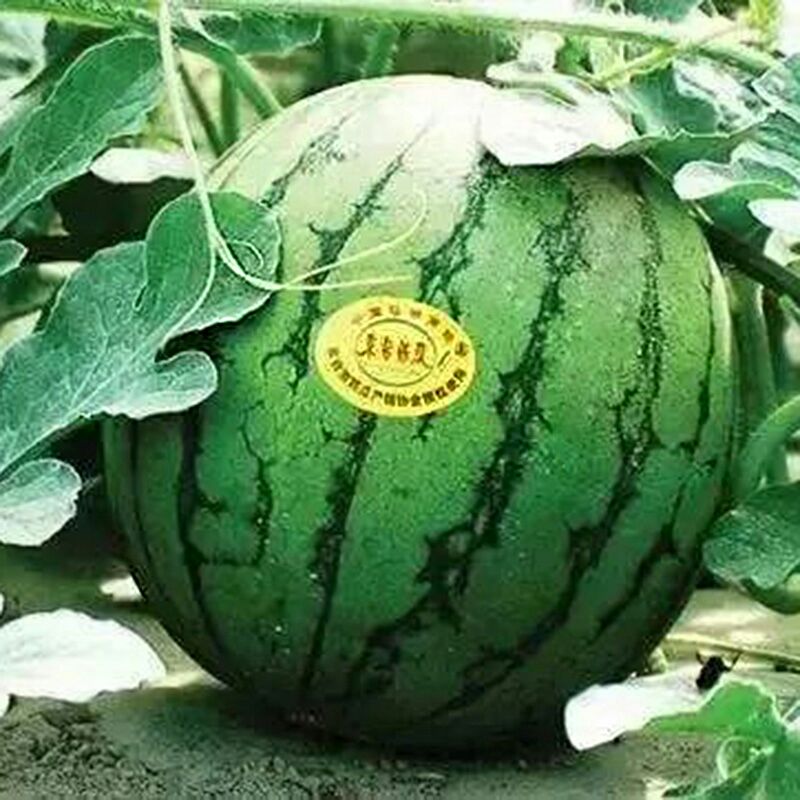  特小凤黄瓤黄肉西瓜种子 金小兰早熟小型礼品瓜皮薄汁多甜爽。