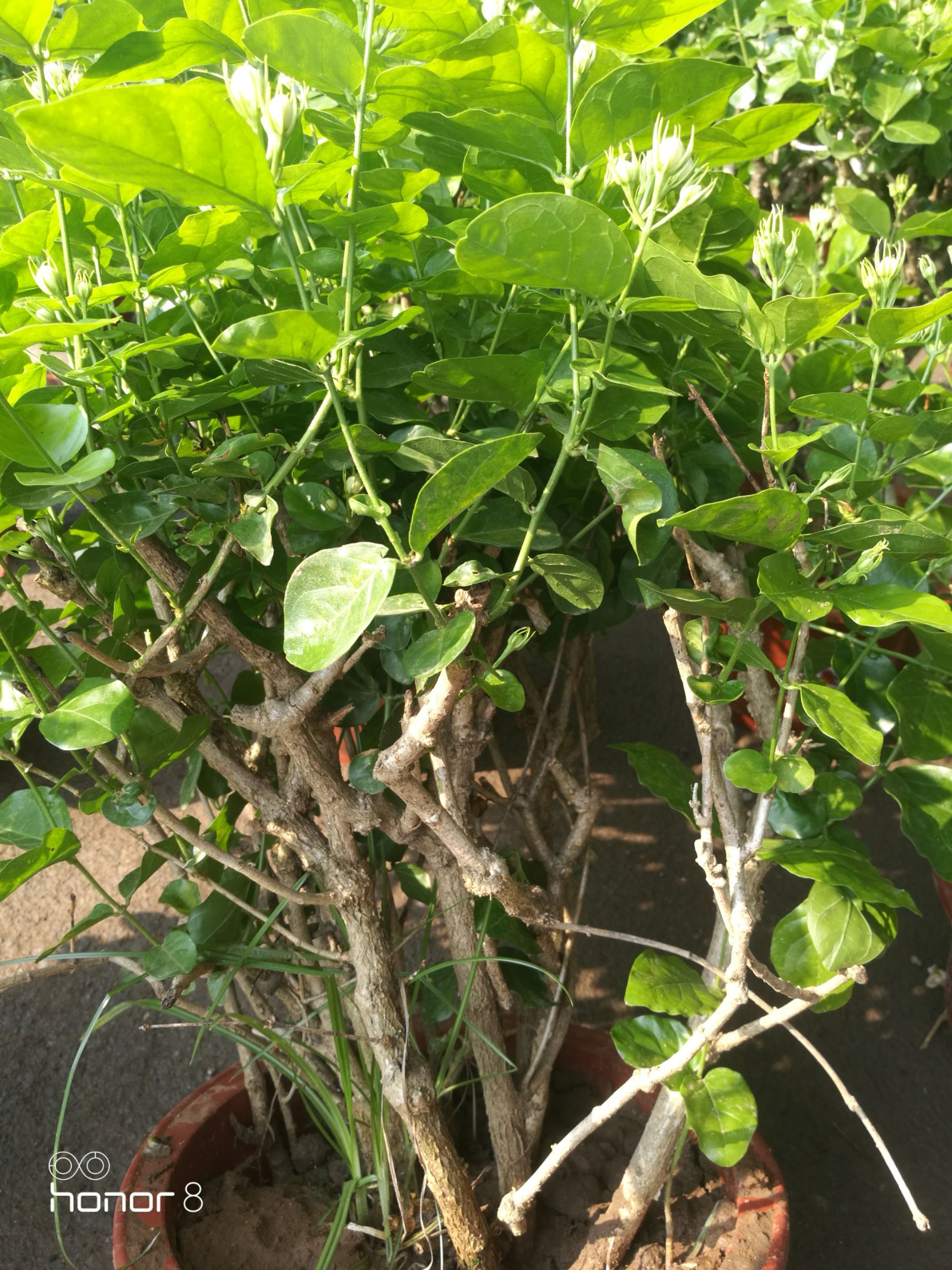 白色茉莉 老桩茉莉