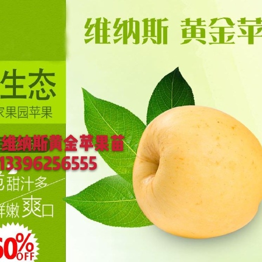 阳谷县维纳斯黄金苹果苗 1~1.5米