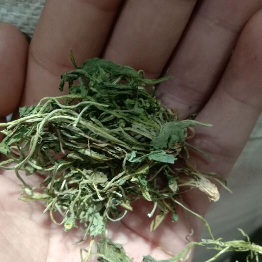 亳州苦地丁 紫花地丁