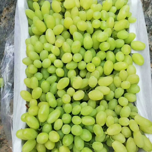 饶阳县维多利亚葡萄  饶暖棚冷棚 颗粒大 果粉好 糖度高  串大 产地直供货源充足