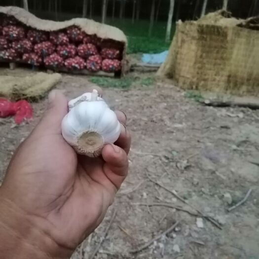 冠县 冠县紫皮大蒜蒜种代办
