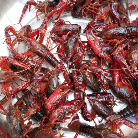 信阳 红头龙虾大钳