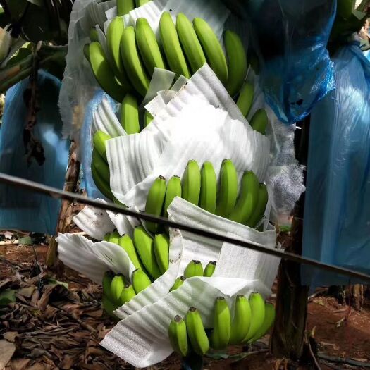 景洪市巴西香蕉 优质的质量，的服务，