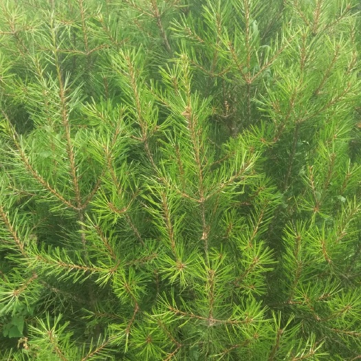 周至县 陕西白皮松