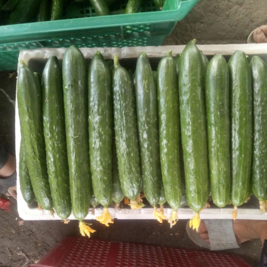 上海申青黄瓜 申青
