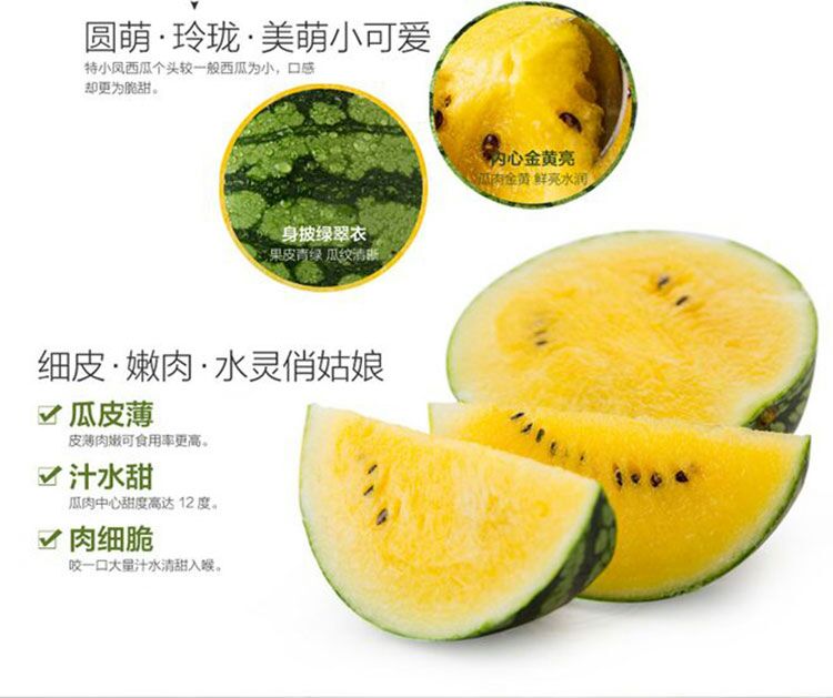  特小凤黄瓤黄肉西瓜种子 金小兰早熟小型礼品瓜皮薄汁多甜爽。