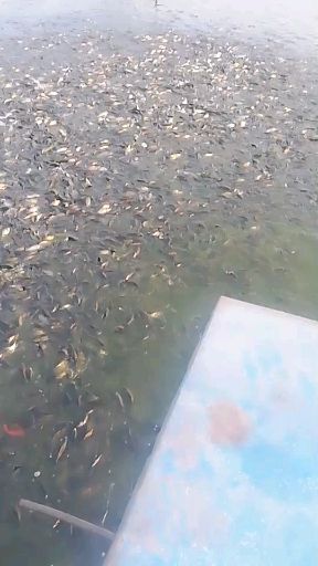 ，有四万黄金鲫鱼，看谁来买，谁来买？谁来买？
我有一千多亩
