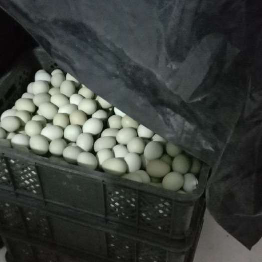 新民市绿壳鸡蛋 食用 散装