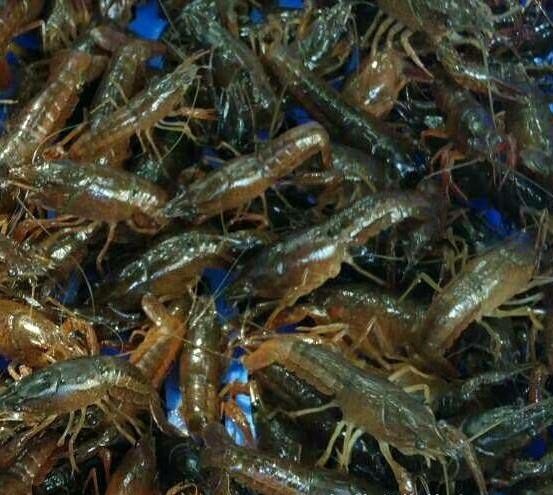 东海县草虾苗 质量好