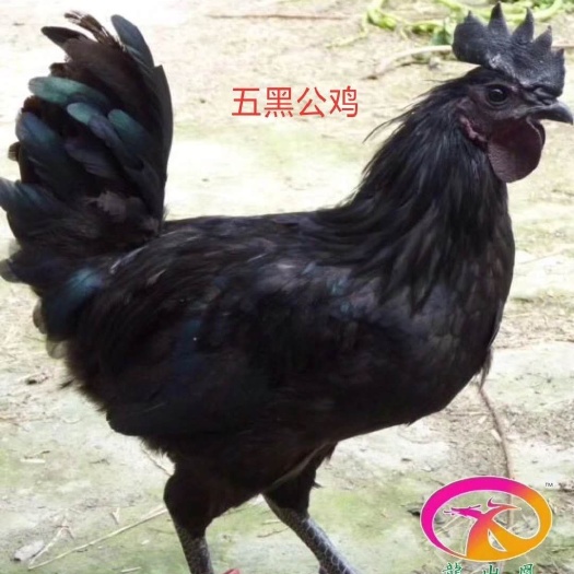 广州五黑鸡苗  五黑鸡公苗