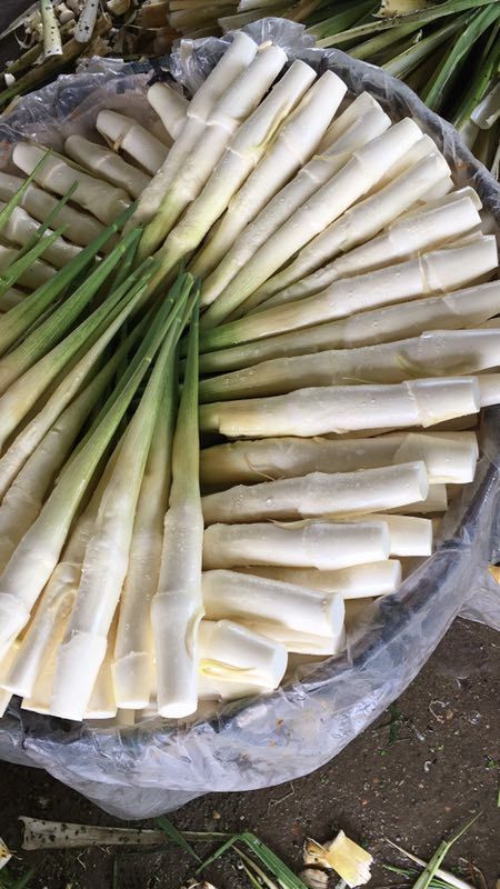 双季茭白 120亩自有种植，地头带壳价
