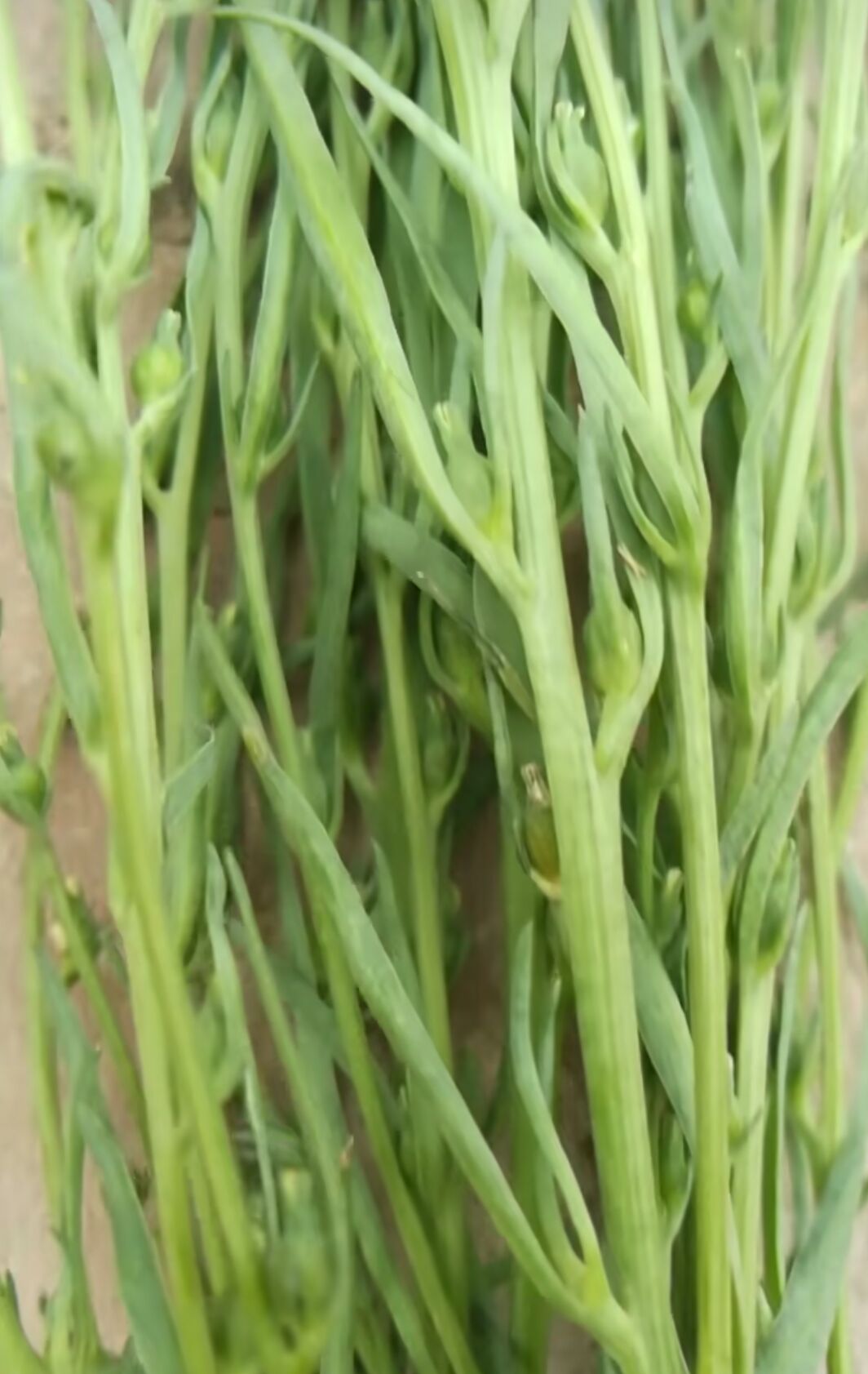 百蕊草是多年生草本吗为什么在线
