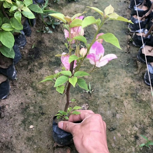 漳浦县 红樱三角梅本基地 大量种植三角梅，品种齐全。感兴趣可以，
