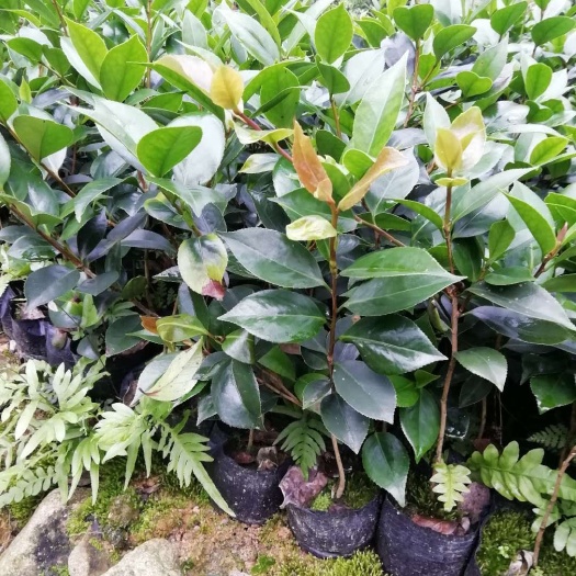 漳平市 赤丹茶花，六角红，产地批发