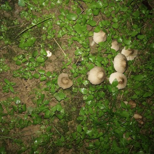 广州荔枝菌 鲜货 野生