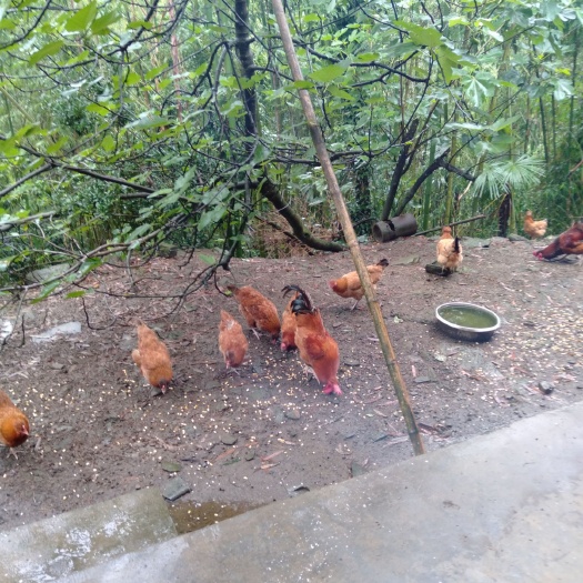 遵义土鸡蛋 土鸡