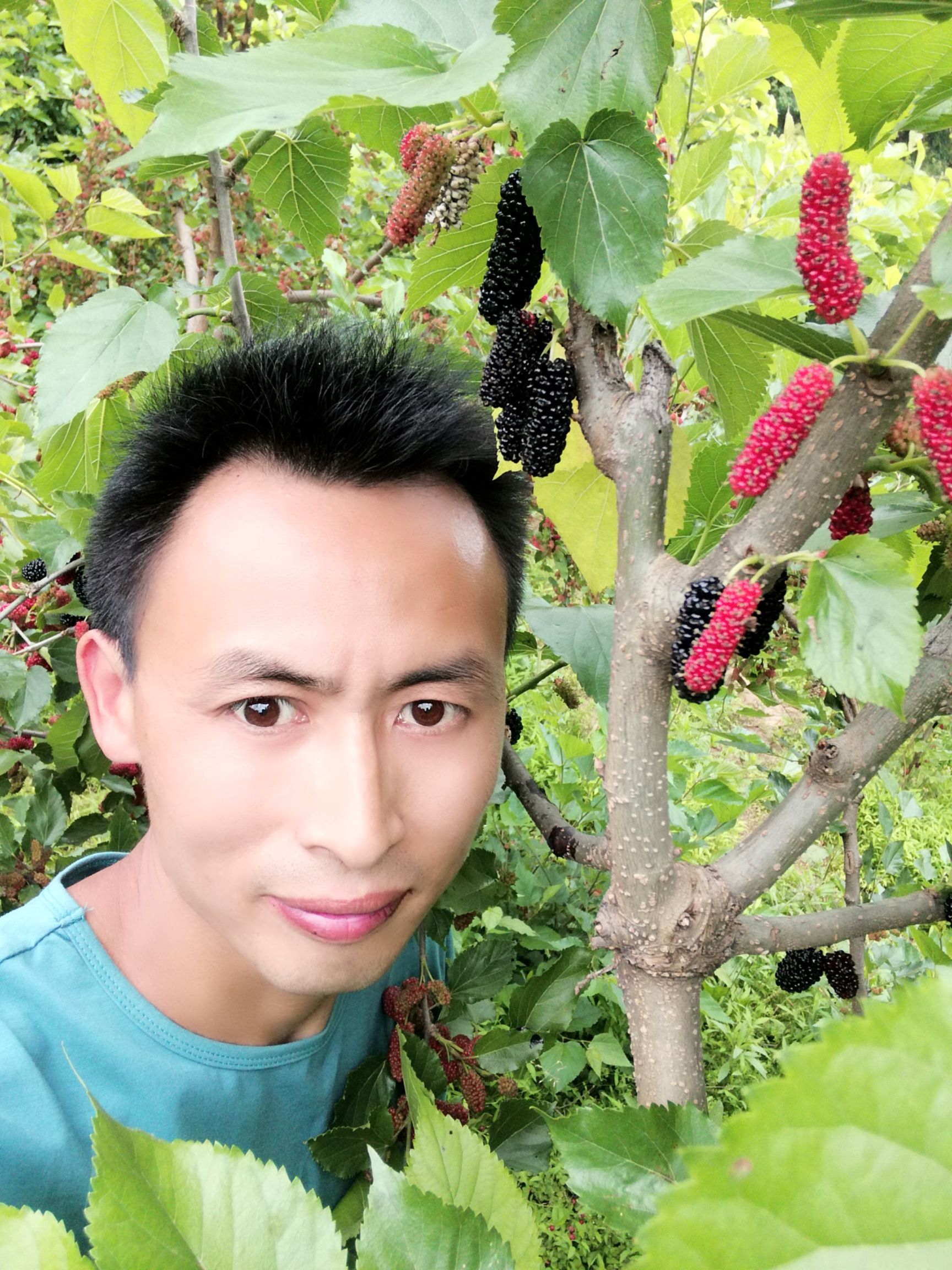 果桑苗
