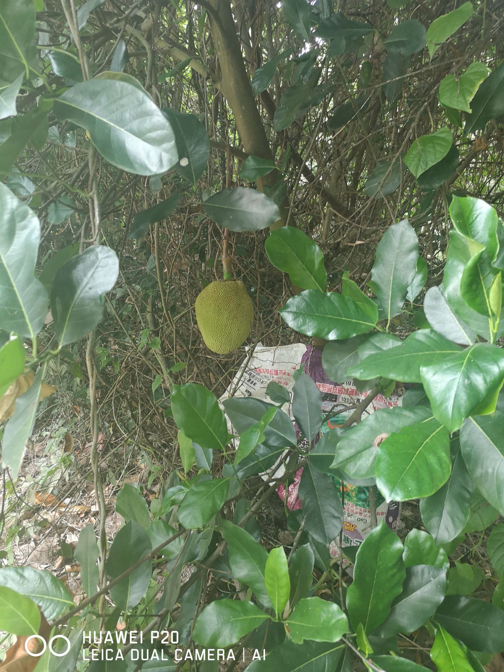 榴莲蜜 菠萝蜜