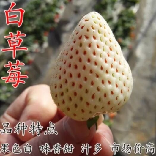 平邑县红颜草莓苗 10公分以下 穴盘苗 