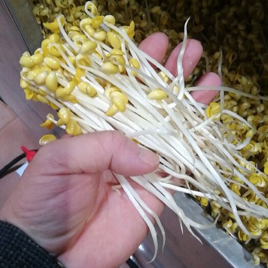 荆州 新希望豆芽，黄豆，绿豆芽，低价批发供货。