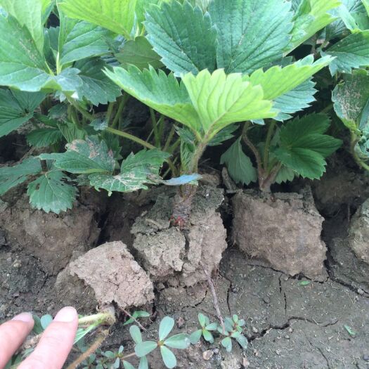 泰安 甜宝草莓苗繁育基地自产直销 保证品种 成活率高免费提供技术