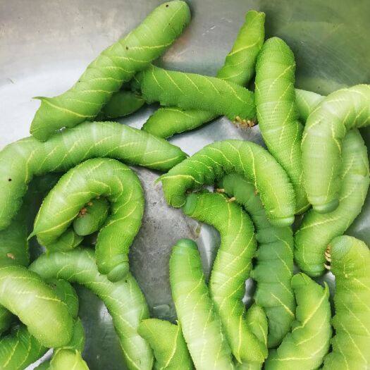 南阳豆虫