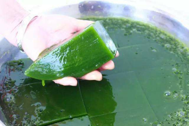 兴山县豆腐柴苗 观音豆腐