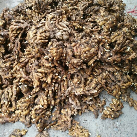 宁远县黄姜 4~6两 带土