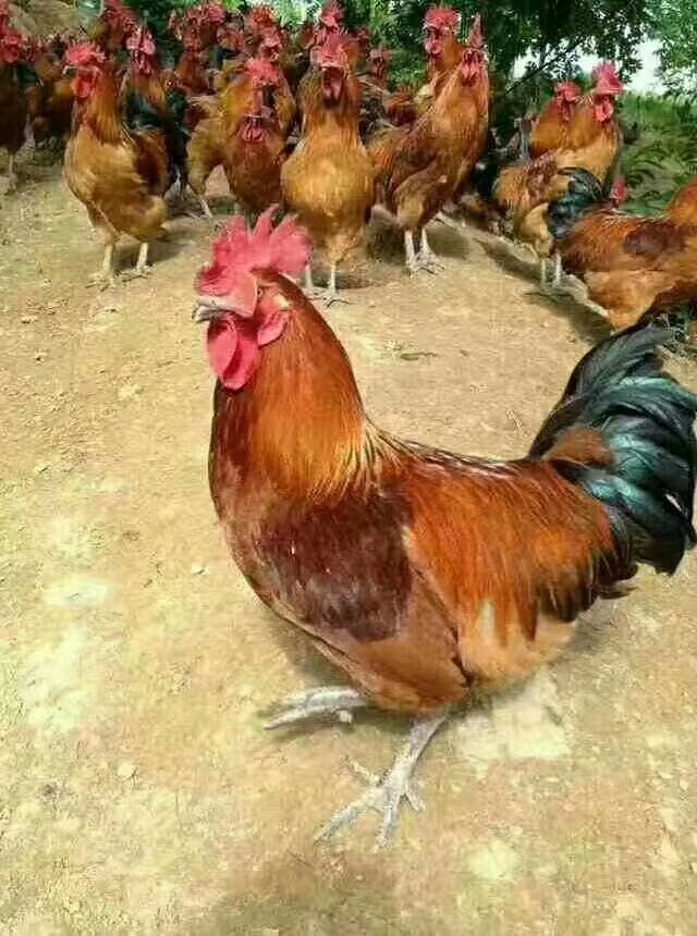 鸡肉类 新鲜