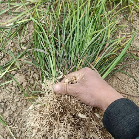宜昌 麦冬草