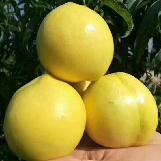 蒙阴县蜜桃  密桃成熟，欢迎品尝。