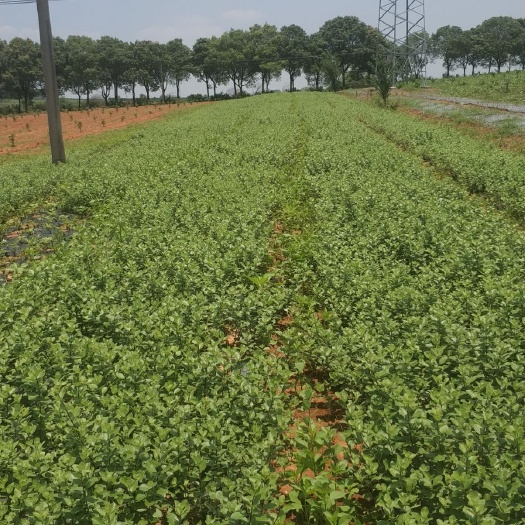 樟树市 江西樟树单叶蔓荆子苗