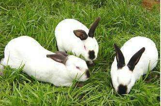 獭兔种兔 淡季低价销售