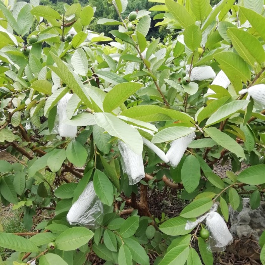 田东县白心番石榴 200-250克
