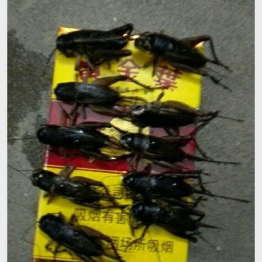 叶县蟋蟀 超精品干