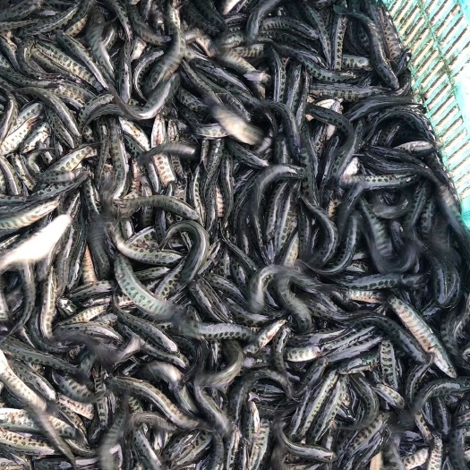 怀远县 优质杂交黑鱼苗基地直供