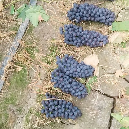 新沂市 夏黑葡萄甜十足哦！