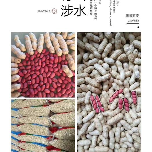 长岭县四粒红花生 四粒红精选果