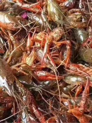 鄱阳县龙虾苗 大量提供优质品种的种虾