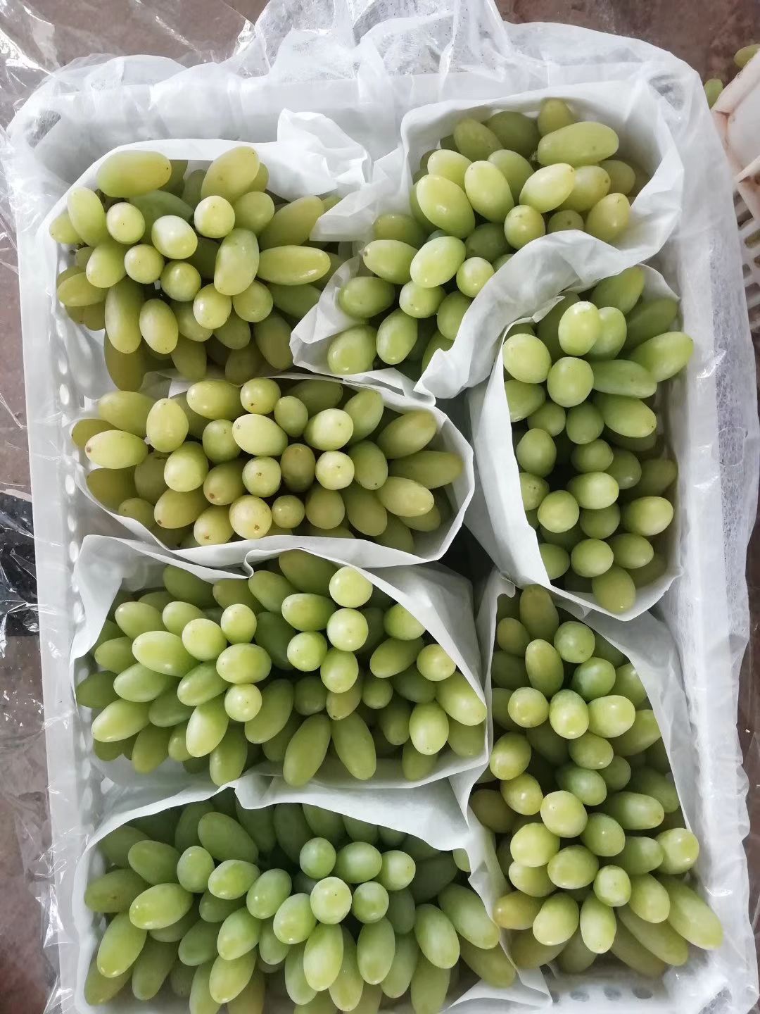  刚刚下来的红提，不是库存，鲜果，糖度百分之24，口感好，不涩
