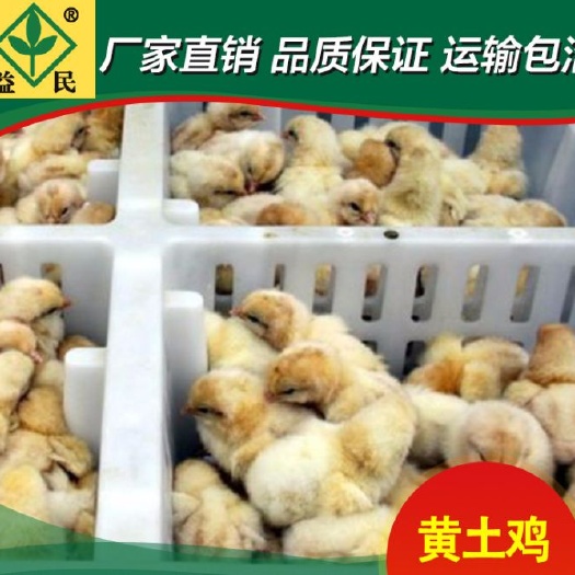 衡阳三黄鸡苗 黄土鸡苗厂家直销量大从优质量保证